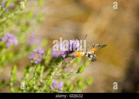 Hummingbird hawk-moth Macroglossum stellatarum,, papillon, se nourrissant de thym sauvage, Andalousie, espagne. Banque D'Images