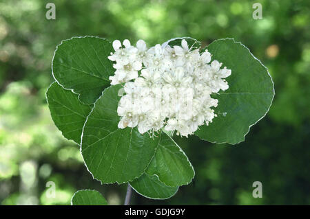 Quercus palustris commune - Sorbus aria Rosaceae Banque D'Images