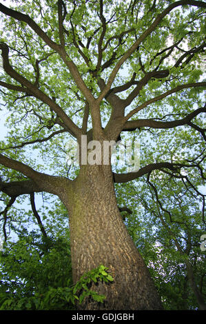 - Le Noyer noir Juglans nigra (Juglandacées) Banque D'Images