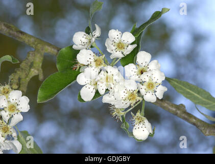 Poire poire cultivée (commune) - Pyrus communis (Rosacées) Banque D'Images