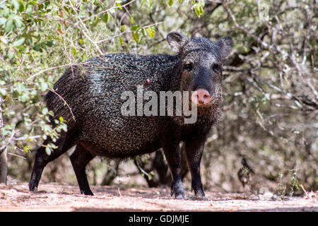 Javelina ou pécari à collier - Santa Clara Ranch ; McCook, Texas, États-Unis Banque D'Images