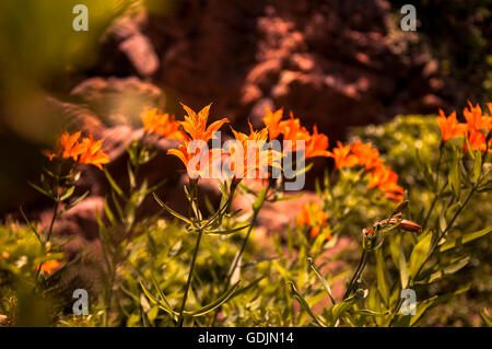 Lily péruvienne Orange 'Gem'. Banque D'Images