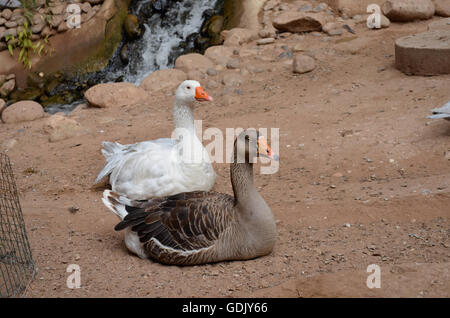 Vallée des oiseaux. Centré dans la ville de Agadir- un autre des moments de rêve que de nombreux touristes partager du Maroc Banque D'Images