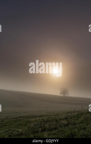 Coups de soleil à travers la brume matinale pour révéler Lone Tree standing in field dans Malhamdale dans le Yorkshire Dales National Park Banque D'Images