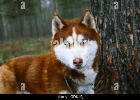 Husky - Chien Rouge avec les yeux bleus. Banque D'Images