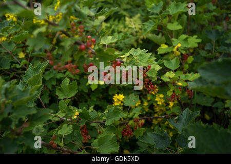 Bush actuelle rouge en pointillés et Salicaire Lysimachia punctata Banque D'Images