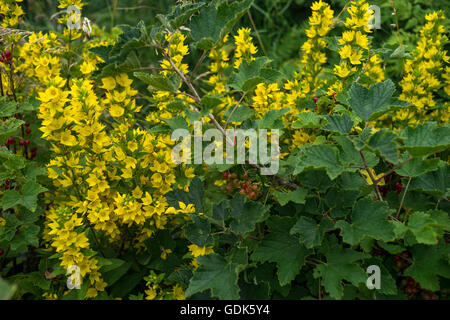 Bush actuelle rouge en pointillés et Salicaire Lysimachia punctata Banque D'Images