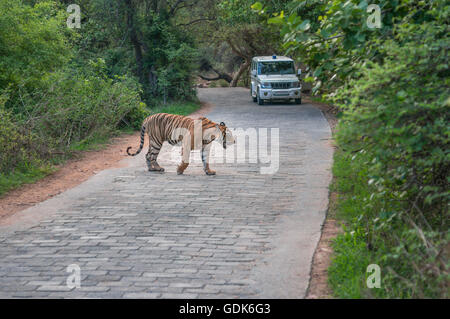 Tigre du Bengale sauvages dans le passage de la mousson et le département des forêts en arrière-plan du véhicule en évacuant le Ranthambhore forest. Banque D'Images