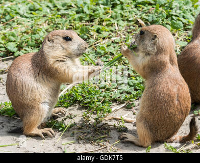 Deux prairiedog ou cynomys assis dans le sable mange de l'herbe Banque D'Images