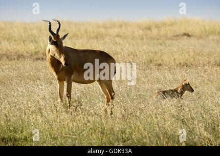 Bubale de Jackson avec Ol Pejeta Conservancy, veau, Kenya Banque D'Images