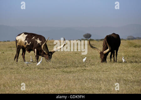 Ankole-Watusi longhorn le pâturage du bétail, Ol Pejeta Conservancy, Kenya Banque D'Images