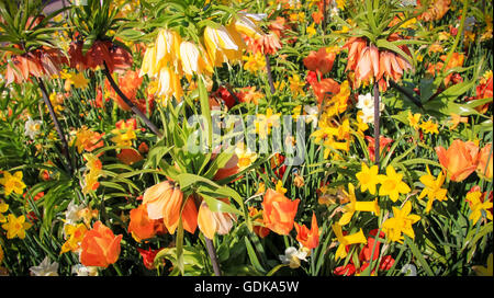 Fleurs de la mer - jardin botanique, Göteborg, Suède. Banque D'Images