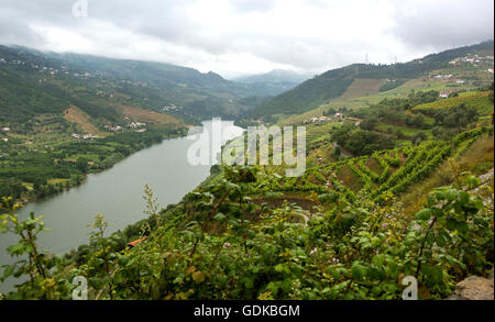 Domaine viticole du Douro, moyenne Vallée du Douro, vignoble, Panorama, Santa Cristina, district de Vila Real, Portugal, Europe, voyage, Banque D'Images