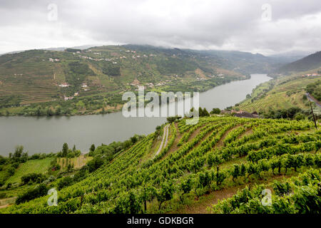 Domaine viticole du Douro, moyenne Vallée du Douro, vignoble, Panorama, Santa Cristina, district de Vila Real, Portugal, Europe, voyage, Banque D'Images