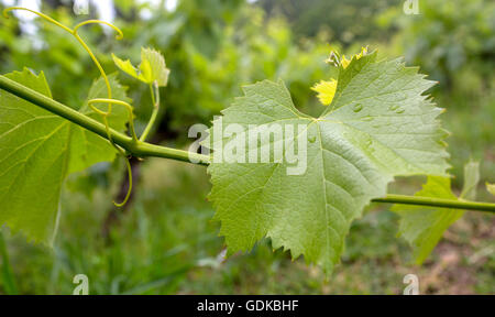 Vine, la vigne (Vitis vinifera), les vignes et les feuilles de vigne de vin rouge, Mateus, Casa de Mateus, avec de grands jardins, palais, Arroios Banque D'Images