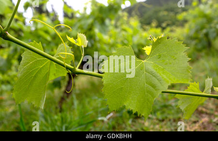 Vine, la vigne (Vitis vinifera), les vignes et les feuilles de vigne de vin rouge, Mateus, Casa de Mateus, avec de grands jardins, palais, Arroios Banque D'Images