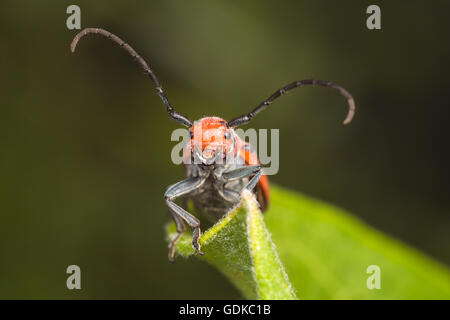 Une vue frontale de l'Asclépiade rouge une Beetle (Tetraopes tetrophthalmus) perché sur une des feuilles des plantes l'asclépiade commune. Banque D'Images