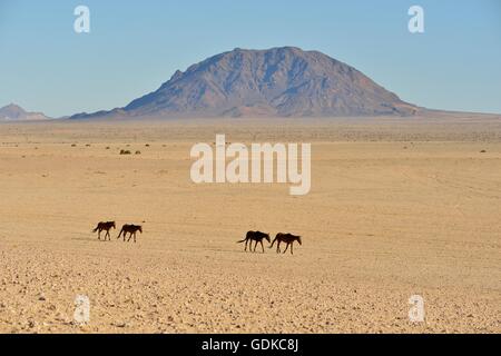 Désert du Namib chevaux (Equus ferus) dans le désert, près de l'abreuvoir à Garub, Aus, Région Karas, Namibie Banque D'Images