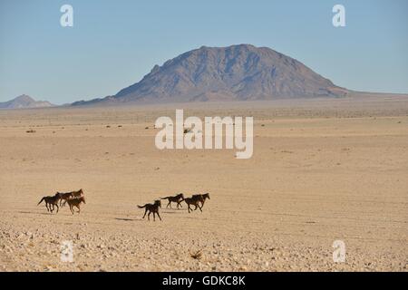 Désert du Namib chevaux (Equus ferus) galopant dans le désert, près de l'abreuvoir à Garub, Aus, Région Karas, Namibie Banque D'Images