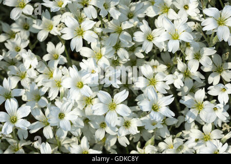 Mouron des oiseaux boréaux (Cerastium biebersteinii), blanc, Bade-Wurtemberg, Allemagne Banque D'Images