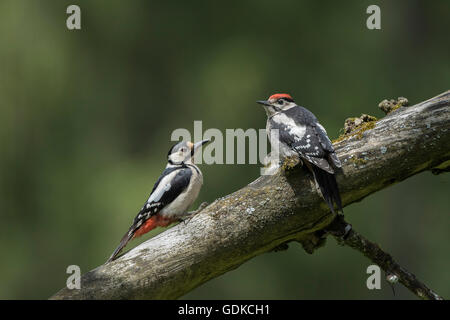 Grand pic tacheté (Dendrocopos major), femme et jeune oiseau sur branche, Autriche Banque D'Images