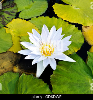 Lotus blanc pousse dans l'étang et est mort. Banque D'Images