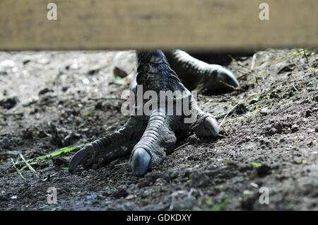 Pieds d'autruche oiseau puissant nommé uem australienne de Praskovya Gatchina menagerie sur le terrain Banque D'Images