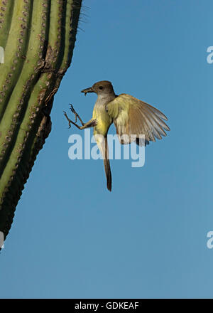 Ash-throated Flycatcher, Myiarchus cinerascens, désert de Sonora , l'Arizona, apportant nourriture pour nicher dans saguaro cactus Banque D'Images