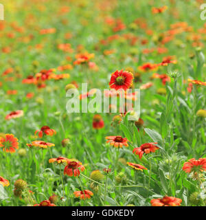 Fleur rouge avec des abeilles Banque D'Images