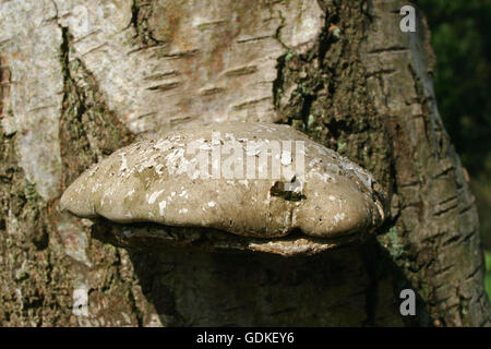 Polypore du bouleau champignon poussant en arbre Banque D'Images