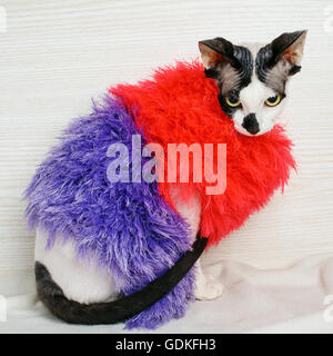 Chat Sphynx porter du rouge et violet pull Banque D'Images