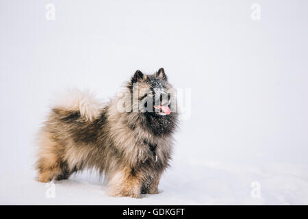Les jeunes Keeshond, Keeshonden chien jouer dans la neige, Winter Park Banque D'Images