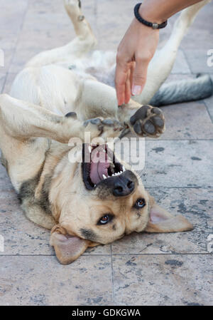 Chien très heureux avec la bouche ouverte roulant sur marbre et jouer avec les filles. Banque D'Images