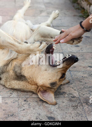 Chien très heureux avec la bouche ouverte roulant sur marbre et jouer avec une main les filles Banque D'Images