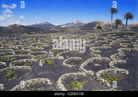 Géographie / voyages, Espagne, Canaries, Lanzarote, l'agriculture, de la viticulture, de la superficie viticole La Geria, jeune vigne sur vigne, en plat pays, Banque D'Images