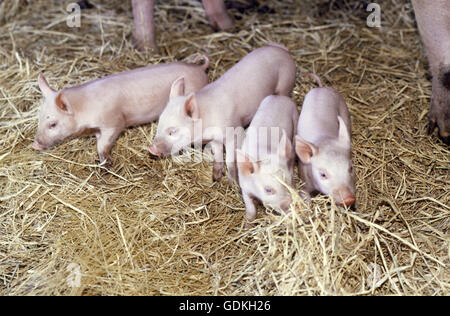 Zoologie / animal, de Mammifères Mammifères /, les porcs, les porcs domestiques, les porcelets dans la paille, la distribution : dans le monde entier, Banque D'Images