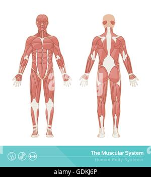 Le système musculaire de l'illustration vectorielle, vue avant et arrière Illustration de Vecteur