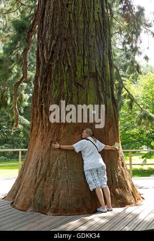 Sequoia, île de Mainau, sur le lac de Constance, Bade-Wurtemberg, Allemagne Banque D'Images