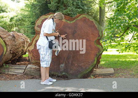 Couper sequoia, île de Mainau, sur le lac de Constance, Bade-Wurtemberg, Allemagne Banque D'Images