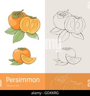 Persimmon fruit savoureux et des feuilles de dessin botanique Illustration de Vecteur