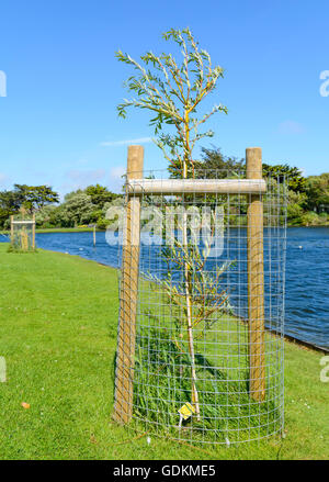 Nouvel arbre de saule doré (Salix x Sepulcralis Chrysocoma) avec cage protectrice près d'un lac dans un parc au Royaume-Uni. Banque D'Images