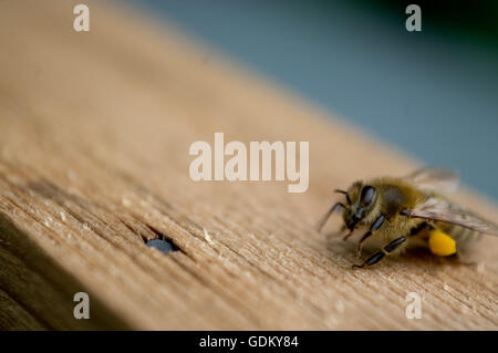 Bee pollen sur bois avec repos sur jambes près de nail tack Banque D'Images