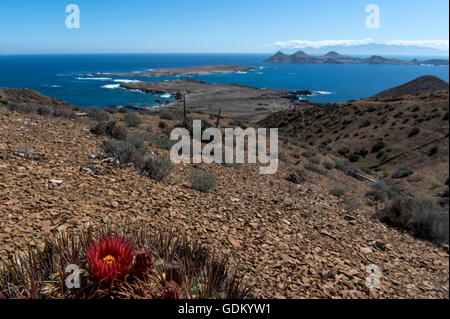 Canon géant (Cactus Ferocactus diguetii) littoral avec en arrière-plan San Benito, Baja California, Mexique Banque D'Images