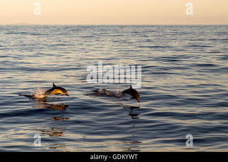 Les dauphins à long bec de l'océan Pacifique, Baja California, Mexique Banque D'Images