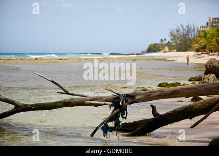 Les Petites Antilles La Barbade paroisse Saint Michael West indies Drill Hall Beach Bridgetown capital arbre tombé à l'eau chariot de co Banque D'Images