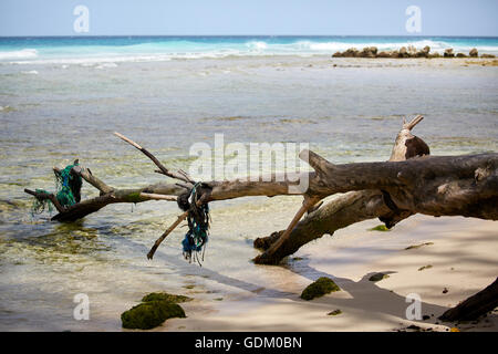 Les Petites Antilles La Barbade paroisse Saint Michael West indies Drill Hall Beach Bridgetown capital arbre tombé à l'eau chariot de co Banque D'Images