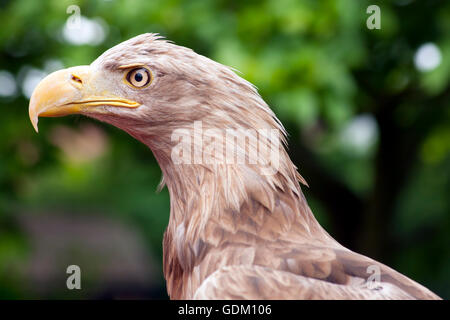 Le Cerf de l'Aigle de mer Portrait Banque D'Images