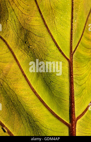 Colocasia fontanesii , close up de feuillage, Banque D'Images