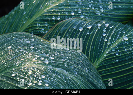 Canna tigre du Bengale, Close up, Banque D'Images