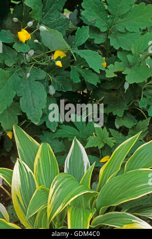 Stylophorum diphyllum-,, Celandine Poppy ,et Hosta montana variegata Banque D'Images